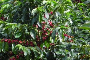 Colombia Green Coffee Beans