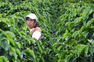 Lady collecting Colombian Green Coffee Beans