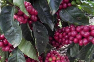 Ripe Red Coffee Beans