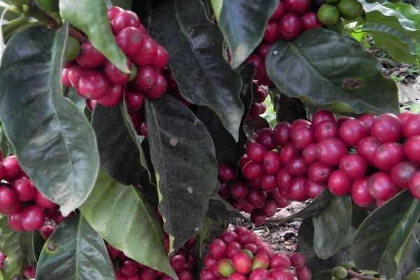 import coffee beans from colombia