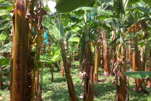 Coffee Farms in Colombia